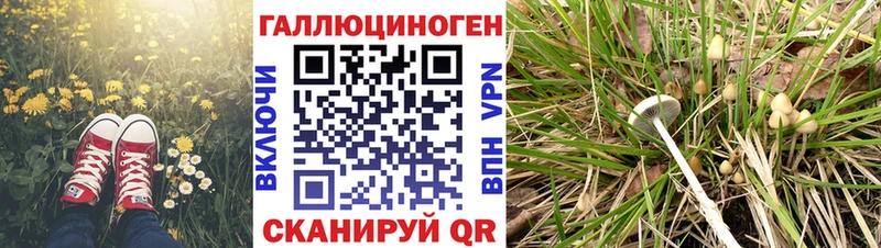 Псилоцибиновые грибы Psilocybine cubensis  дарнет шоп  Омутнинск 